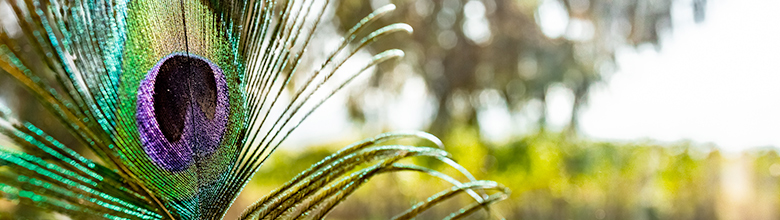 Slideshow_Pfau