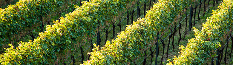 Slideshow_Weinreeben